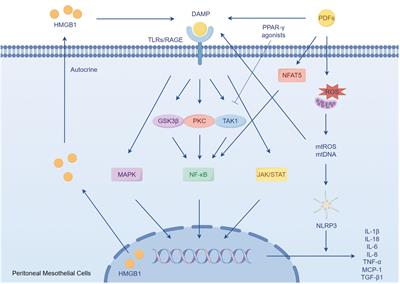 Sterile inflammation of peritoneal membrane caused by peritoneal dialysis: focus on the communication between immune cells and peritoneal stroma